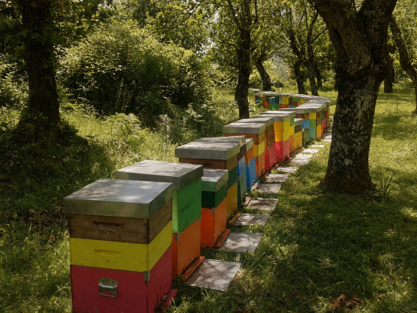I Coribanti apiary in the Irpinian landscape