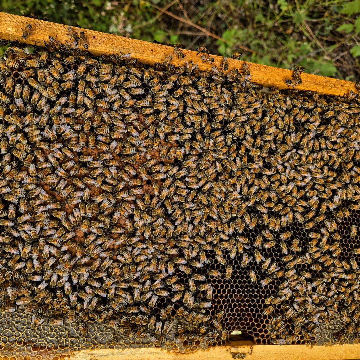 Bees on the combs of an I Coribanti hive